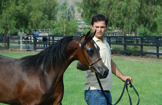 North Arabians - Open House