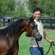 North Arabians - Open House