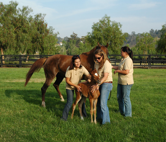 North Arabians - Open House