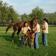 North Arabians - Open House