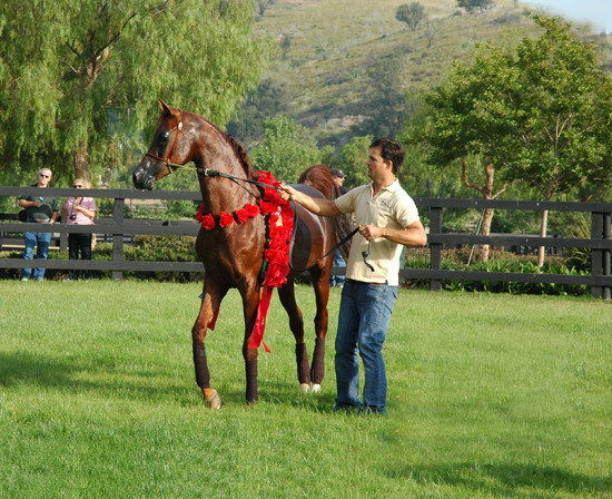North Arabians - Open House