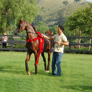 North Arabians - Open House