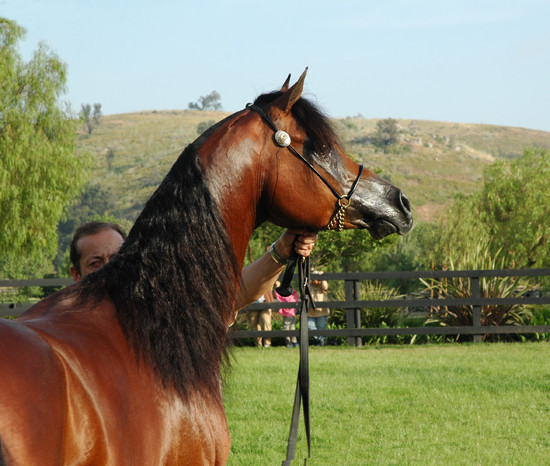 North Arabians - Open House