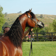 North Arabians - Open House