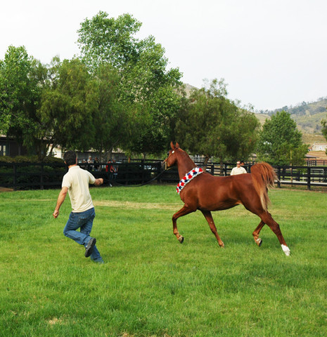 North Arabians - Open House