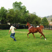 North Arabians - Open House