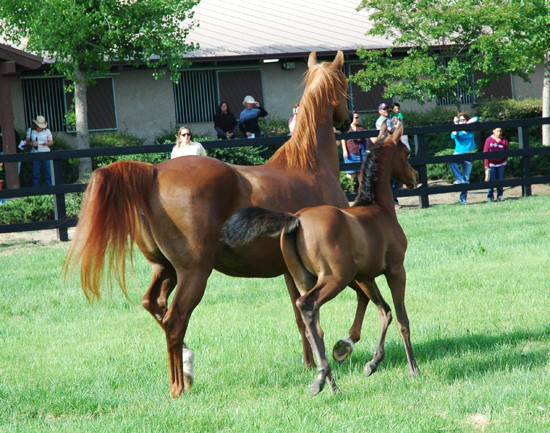 North Arabians - Open House