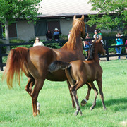 North Arabians - Open House