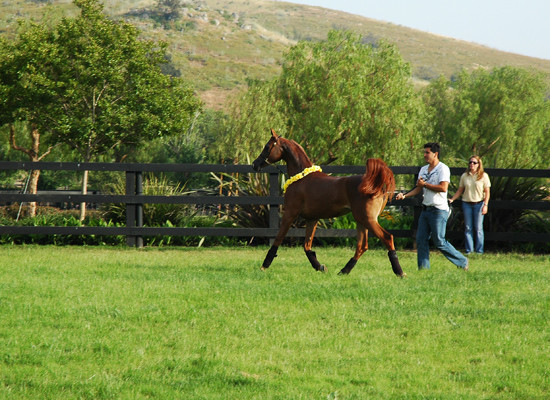 North Arabians - Open House