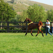 North Arabians - Open House