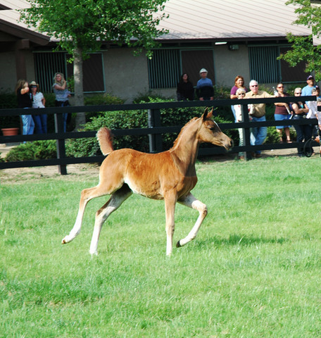 North Arabians - Open House