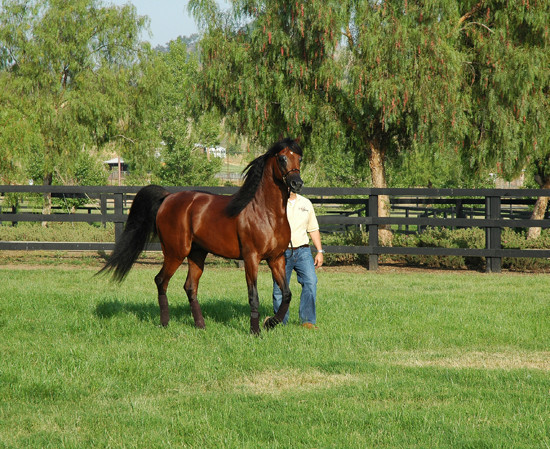 North Arabians - Open House