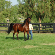 North Arabians - Open House
