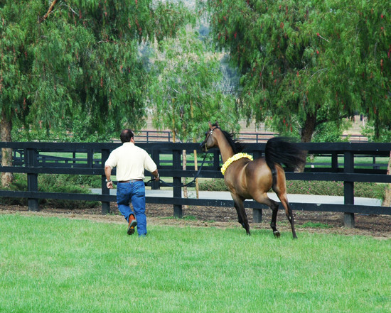 North Arabians - Open House