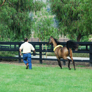 North Arabians - Open House