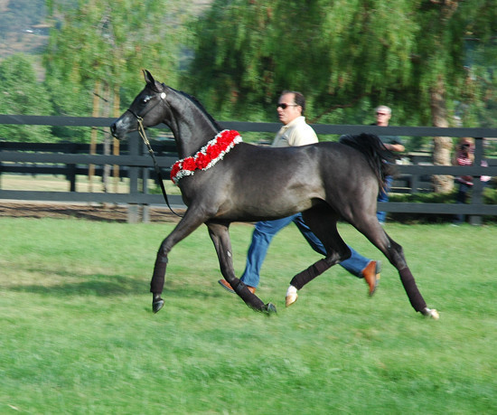 North Arabians - Open House
