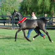 North Arabians - Open House