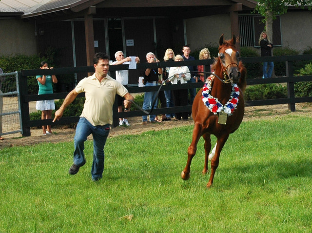 North Arabians - Open House