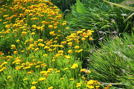 North Arabians - Open House