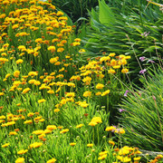 North Arabians - Open House