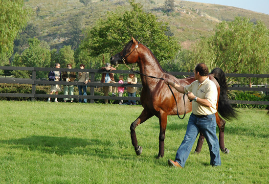 North Arabians - Open House