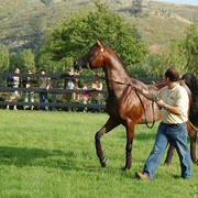 North Arabians - Open House