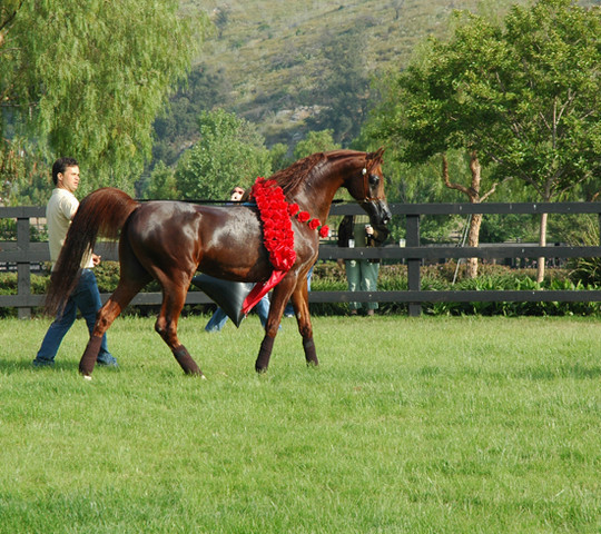 North Arabians - Open House
