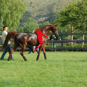 North Arabians - Open House