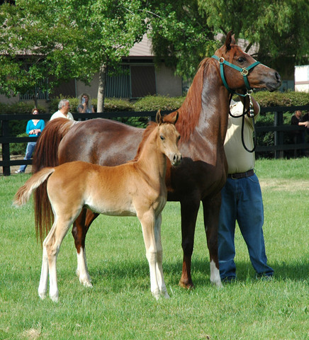 North Arabians - Open House