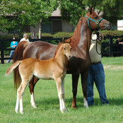 North Arabians - Open House