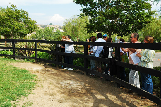 North Arabians - Open House
