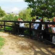 North Arabians - Open House