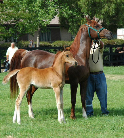 North Arabians - Open House