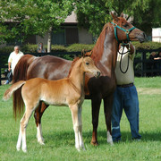 North Arabians - Open House