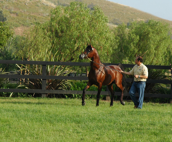 North Arabians - Open House