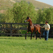North Arabians - Open House