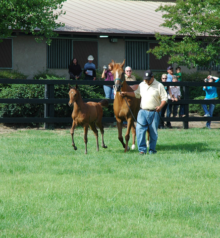 North Arabians - Open House