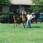North Arabians - Open House