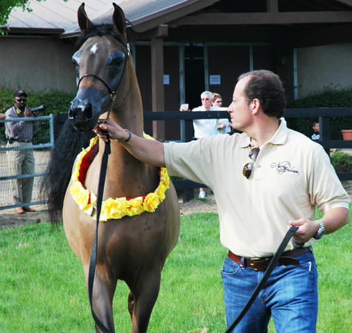 North Arabians - Open House
