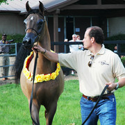 North Arabians - Open House