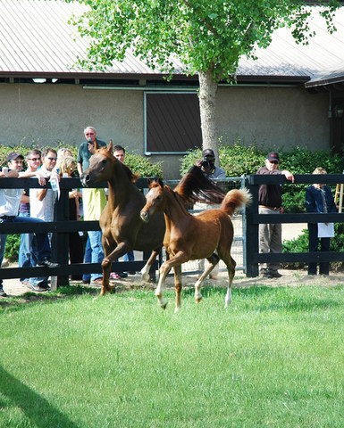North Arabians - Open House
