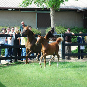 North Arabians - Open House