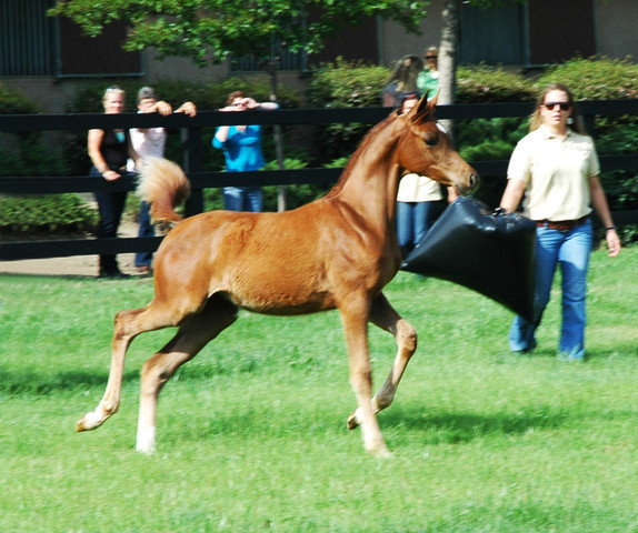 North Arabians - Open House