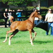 North Arabians - Open House