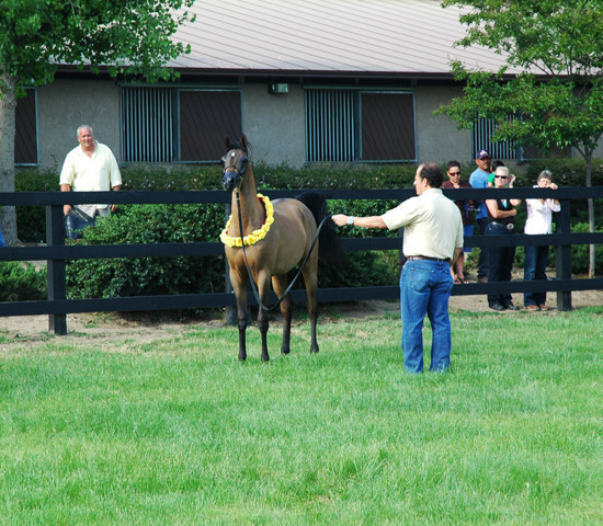 North Arabians - Open House