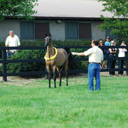 North Arabians - Open House