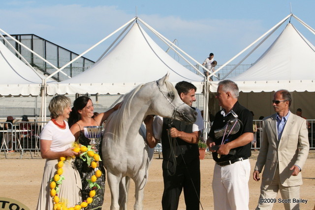 Al Lahab - Champion Stallion