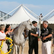 Al Lahab - Champion Stallion