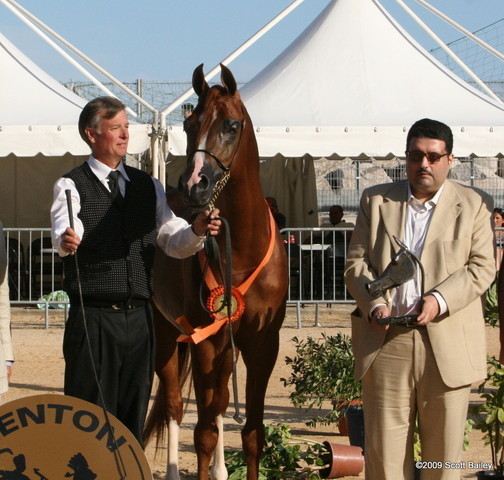 Eden C - Bronze winner in Sr. Stallions