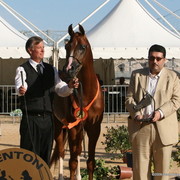 Eden C - Bronze winner in Sr. Stallions